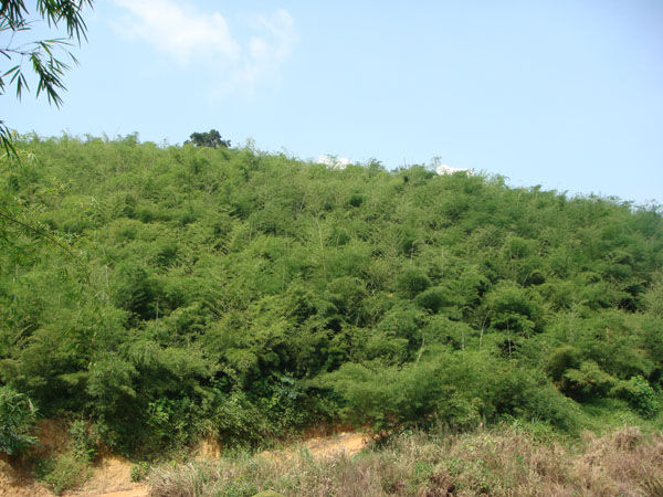 Leafy bamboo stands covering a hillside beneath a blue sky.