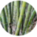 giant bamboo Dendrocalamus calostachyus