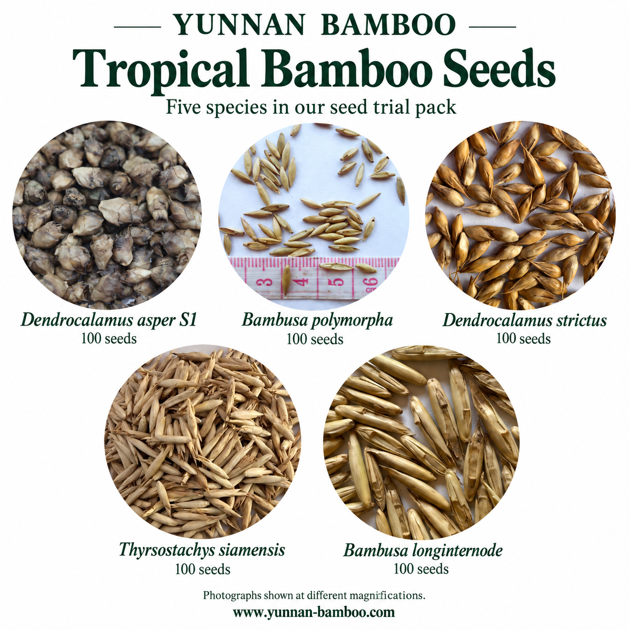 Tropical Bamboo Seeds 2026 from Yunnan Bamboo