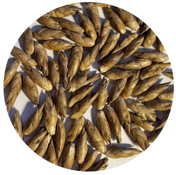 Dendrocalamus giganteus bamboo seeds.