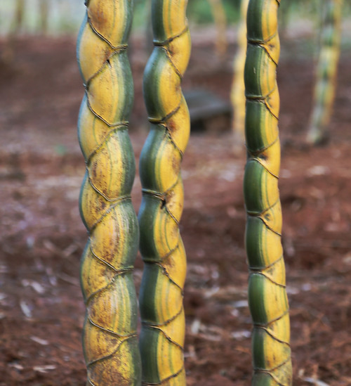 Phyllostachys edulis mira culm