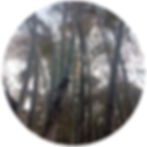 Dendrocalamus latiflorus flowering plant