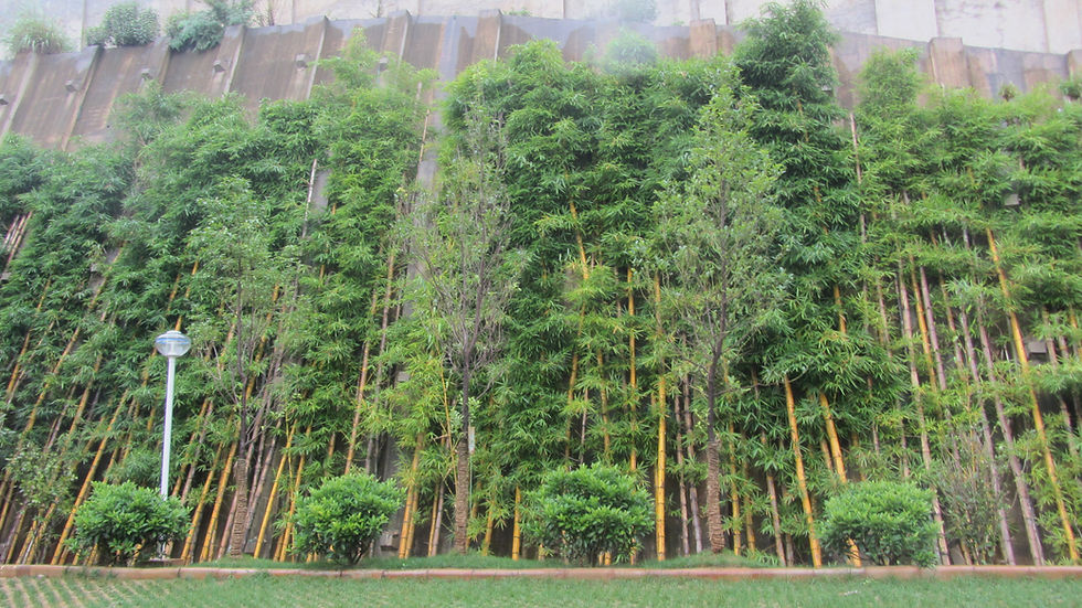 Tall leafy bamboo planted in a row beside a large retaining wall and lawn.