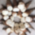 bamboo shoot.jpeg