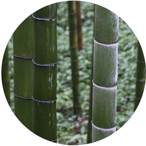 Moso Bamboo Seeds 2024 Harvest Yunnan Bamboo