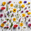 Thumbnail: Flowers laid on a white background 