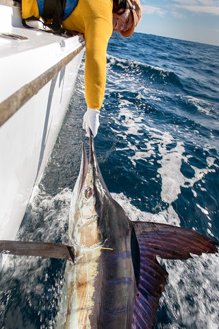 Fishing trips from Russell and Paihia Bay of Islands