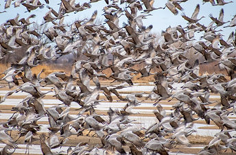 DSC_9086 close group crop.jpg