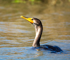 DSC_8799_edited-1.jpg