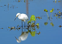 Yvonne Hunter_Yolo Bypass Wildlife Area_