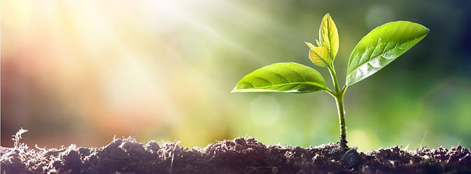 green plant grow.jpeg