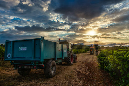 Fin de la saison des vendanges