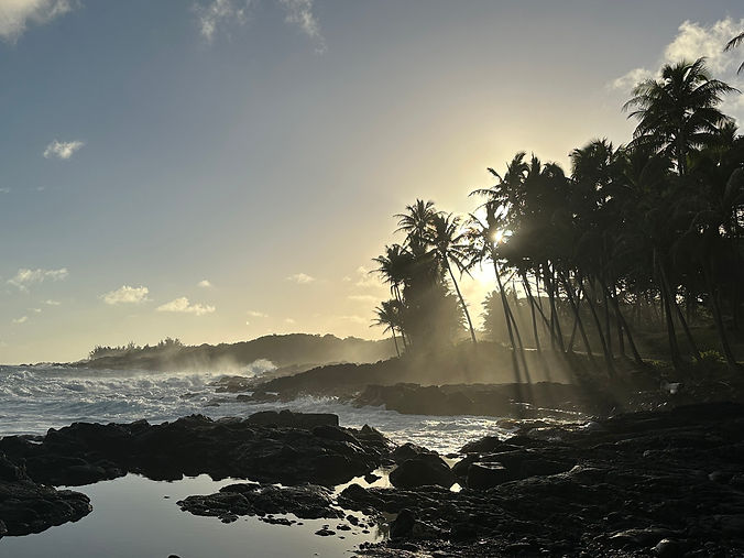 sun through coconut trees on the puna coast