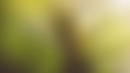 The Tree of Life - The Love of God