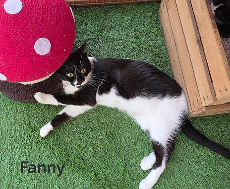 Fanny 3_edited.jpg