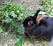 Kaninchen