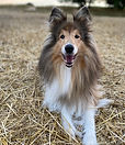 IMG_6802(1).JPEG