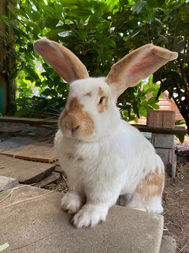 IMG_6340.JPEG