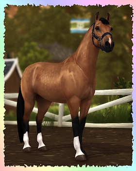 Dutch Warmblood, Pixiera.png