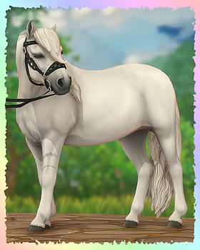 Dartmoor Pony, Fairydust.png
