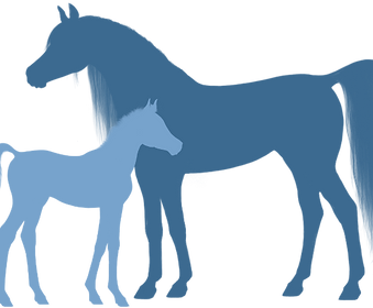 Stute mit Fohlen Araber.png