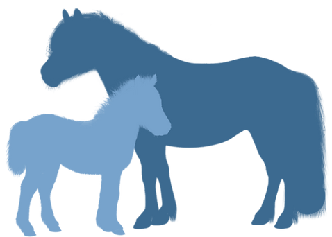 Stute mit Fohlen Shetland.png