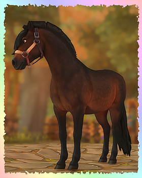 Dartmoor Pony, Pirate.png