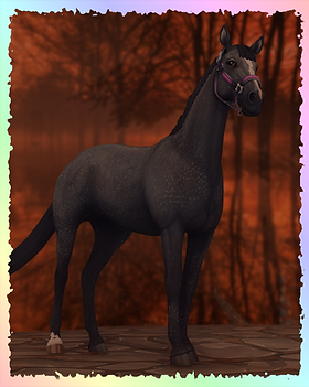 English Thoroughbred, Cloudy.png