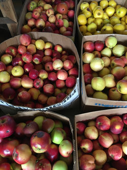 apple squeeze2016 (1)