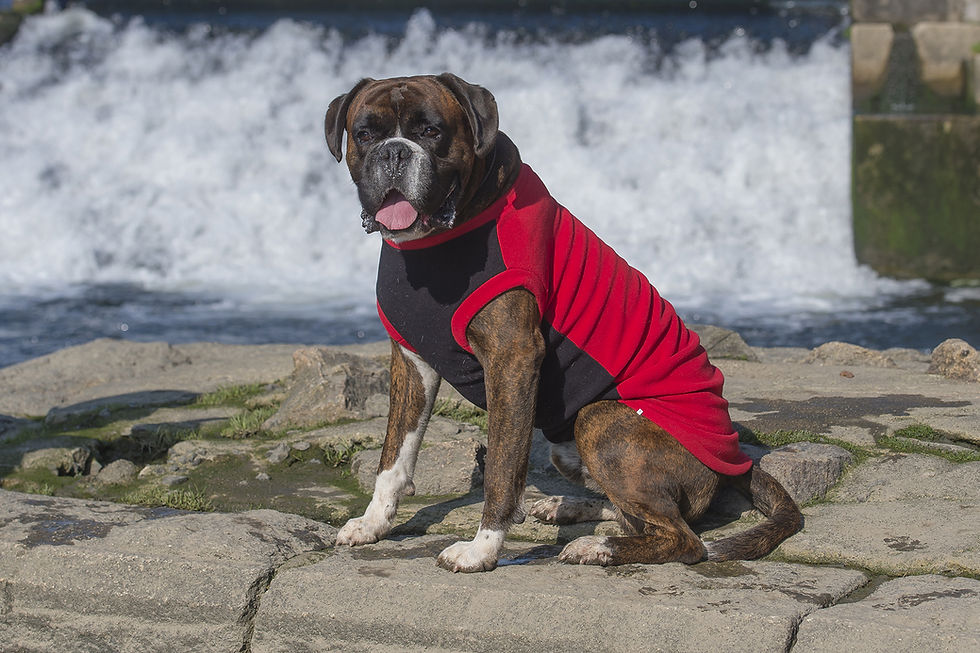 Thumbnail: Dry Dog Fleece ROSSO RED