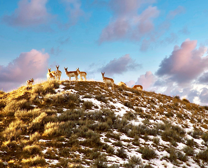 ANTELOPE.jpeg