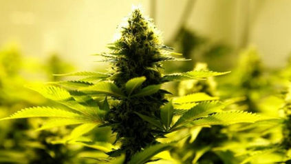 Marijuana: A wolf in sheep's clothing – Catholic World Report
