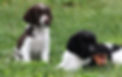 puppies_edited.jpg