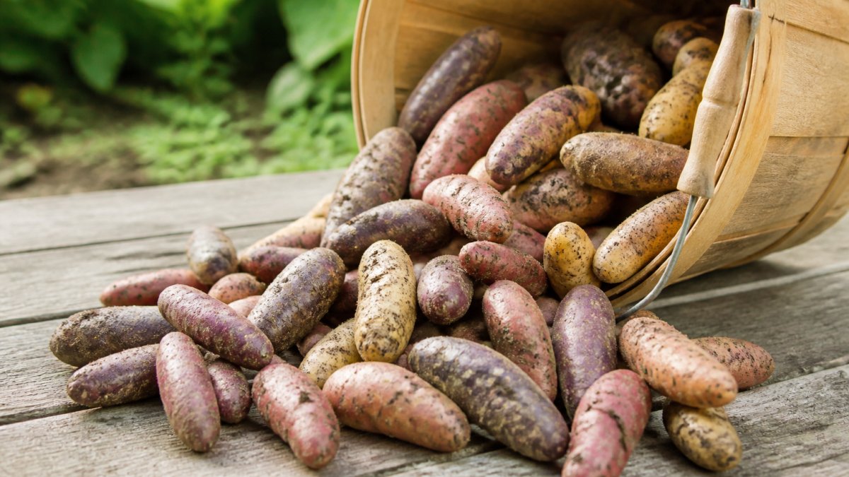 Are Fingerling Potatoes Worth Growing at Home in 2026?