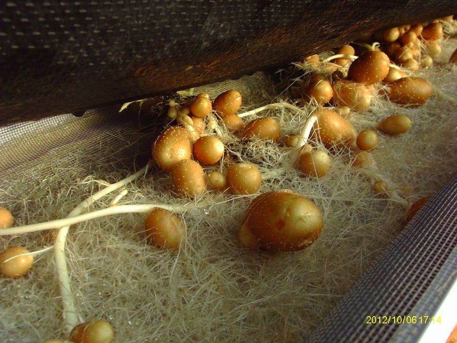 Alturas At First Harvest 012