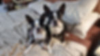 Me Molly and Cooper