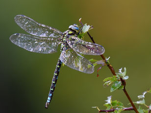 Dragonflies 