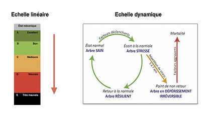 Échelle linéaire et Scores Cliniques Prédictifs