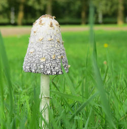 Shaggy Ink Cap