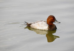 Pochard
