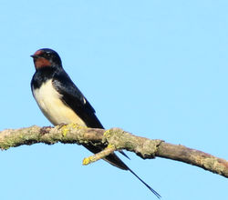 Barn swallow
