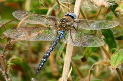 Migrant Hawker/ Paardenbijter