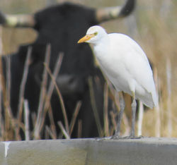Cattle Egret