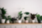 Indoor plants in pots on shelf