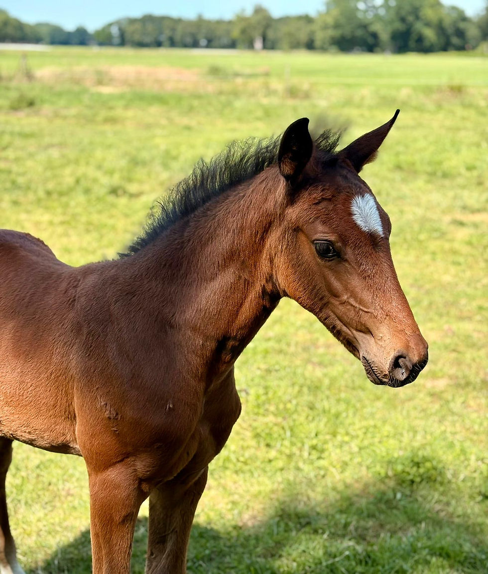 Miniaturbild: Dutchess Hero SN Z