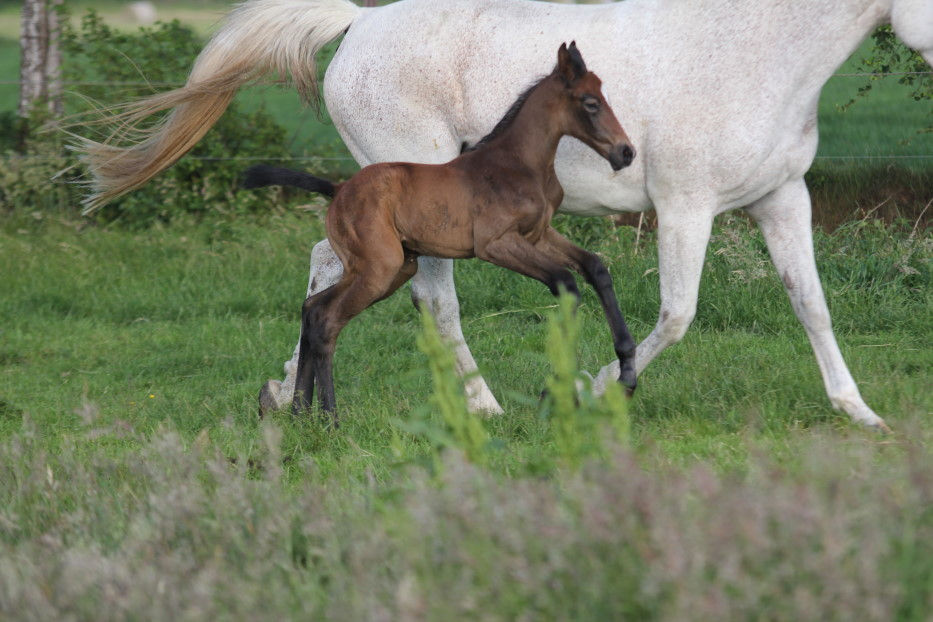 Miniaturbild: Die Fina HP von Drako de Maugre
