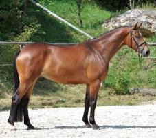 Belle Noblesse