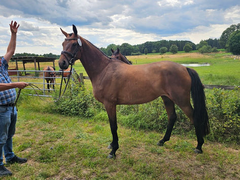Tara Nobless is from today premium mare ❣️