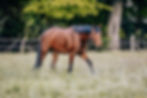 Miniaturbild: Finnegan N