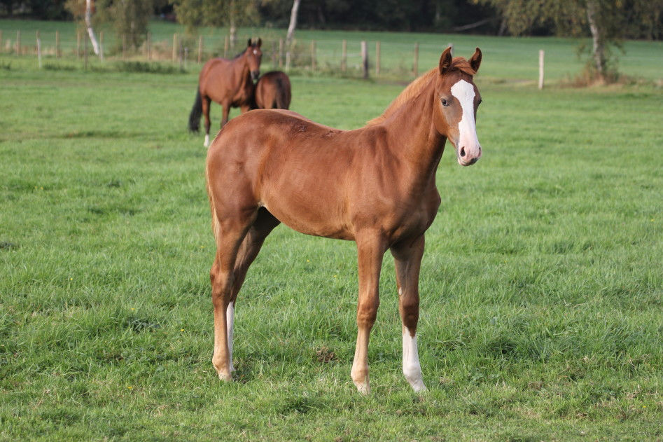 Miniaturbild: Ebby Fly HP von Ermitage Kalone